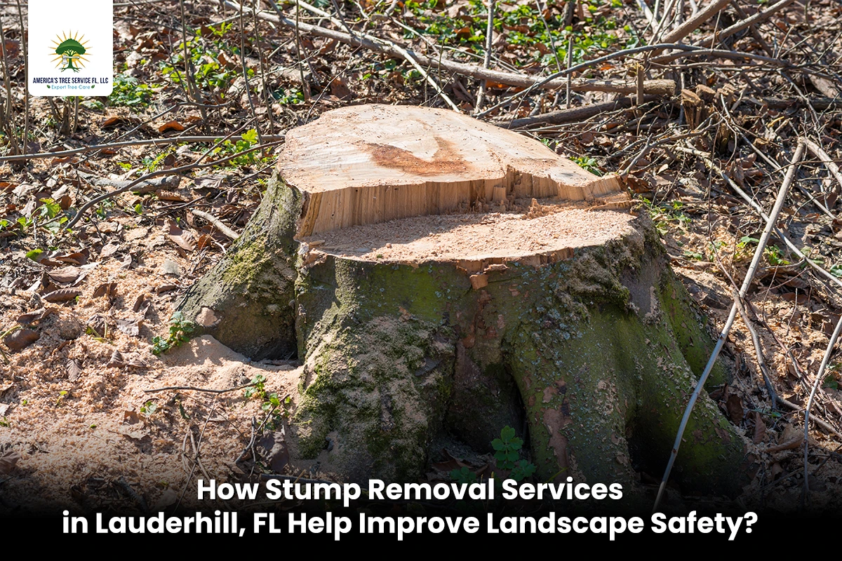 Stump Removal Services in Lauderhill, FL